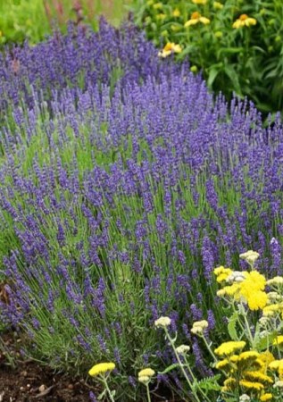 LAVANDULA angustifolia Hidcote Blue  